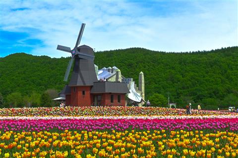 上湧別チューリップ公園(5月頃撮影)
